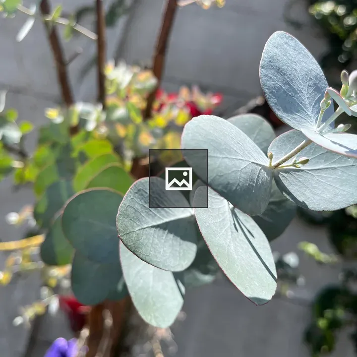 Eucalyptus Leaves Close-Up