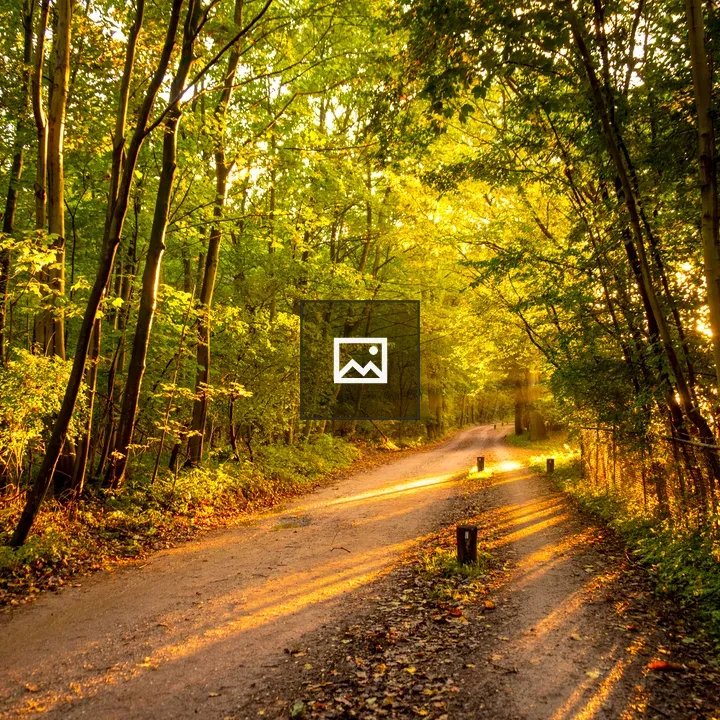 Forest Path at Dusk
