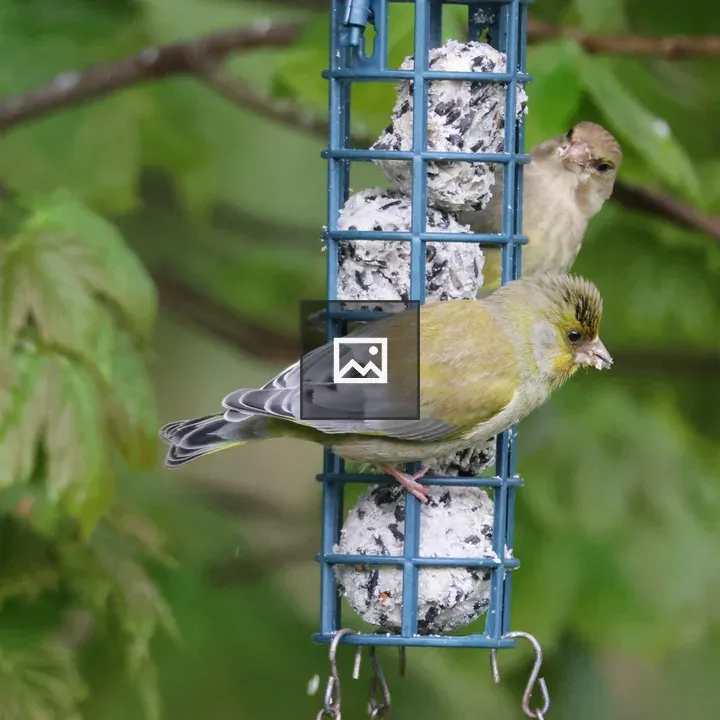 Greenfinches at Feeder