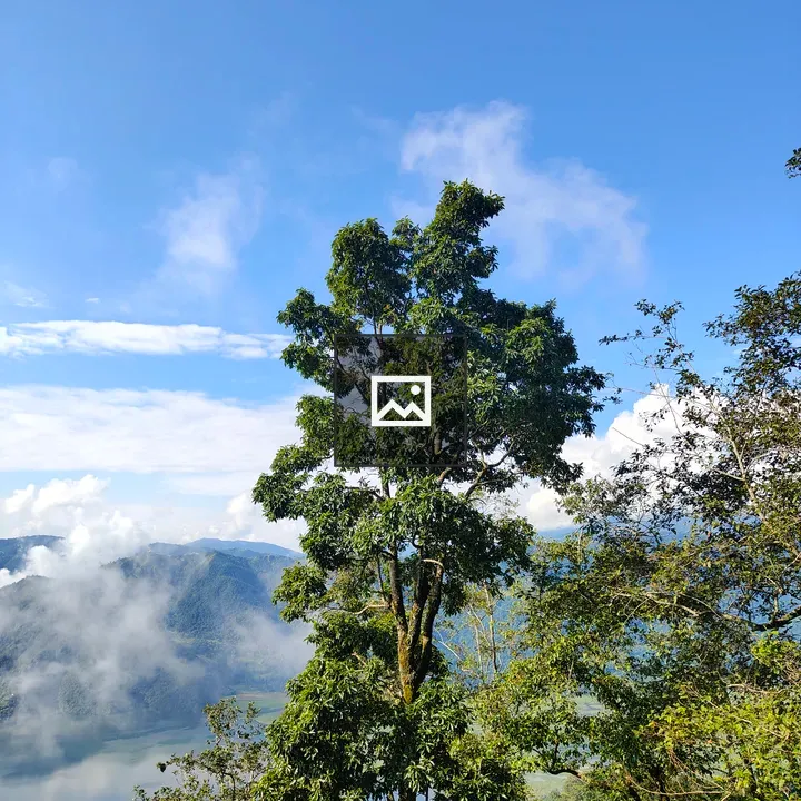 Tall green tree against blue sky