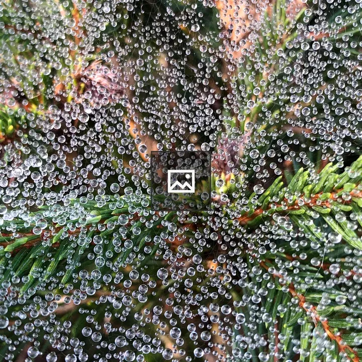 Spider Web Dew