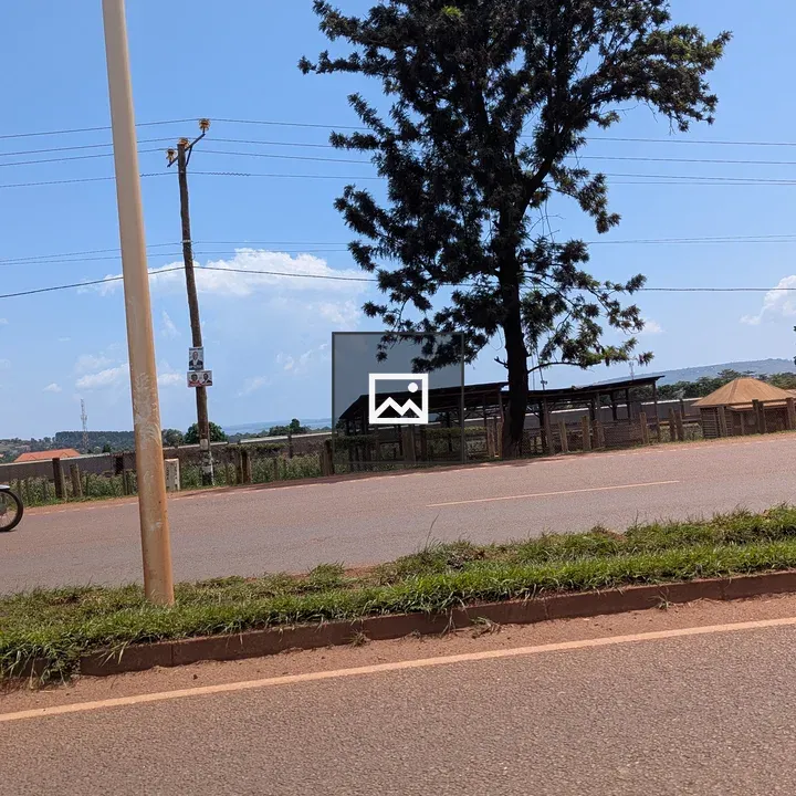 Roadside tree in Jinja town