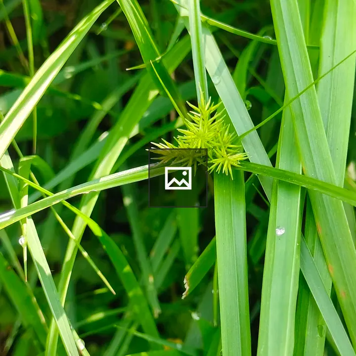 Close-up Grass with Yellow-Green Flower