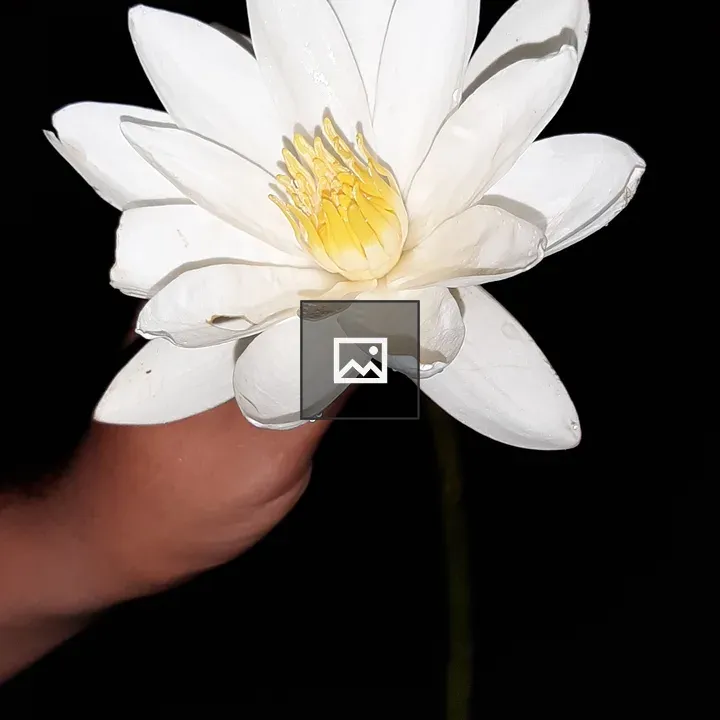 Water lily in hand