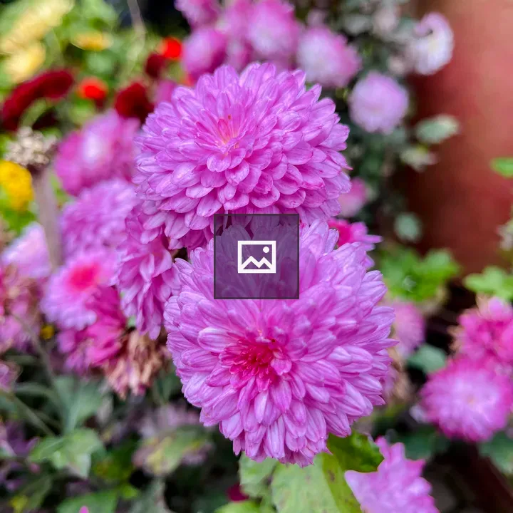 Bright pink chrysanthemums close-up