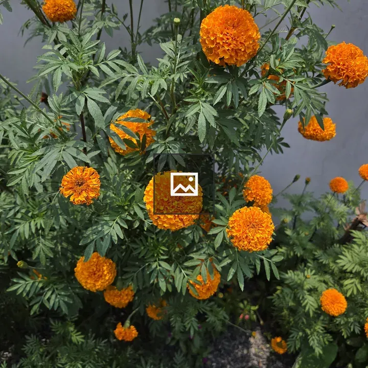 Orange marigold on green foliage