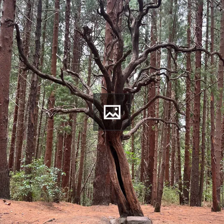 Haunted Tree in Irazu region