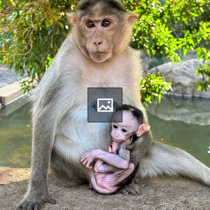 Mother Monkey with Baby