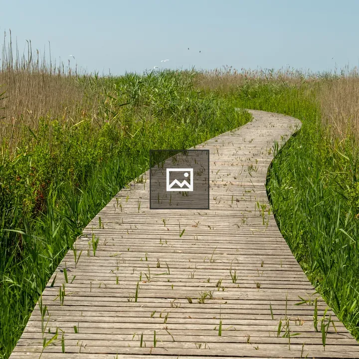 Wooden Pathway in Field