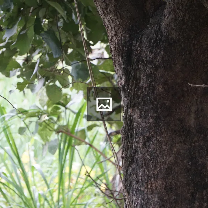 Close-up of textured tree trunk