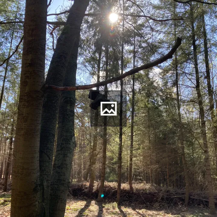 Shoes Hanging on Tree Branch