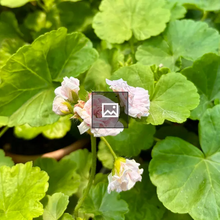 Pink Geranium Flowers