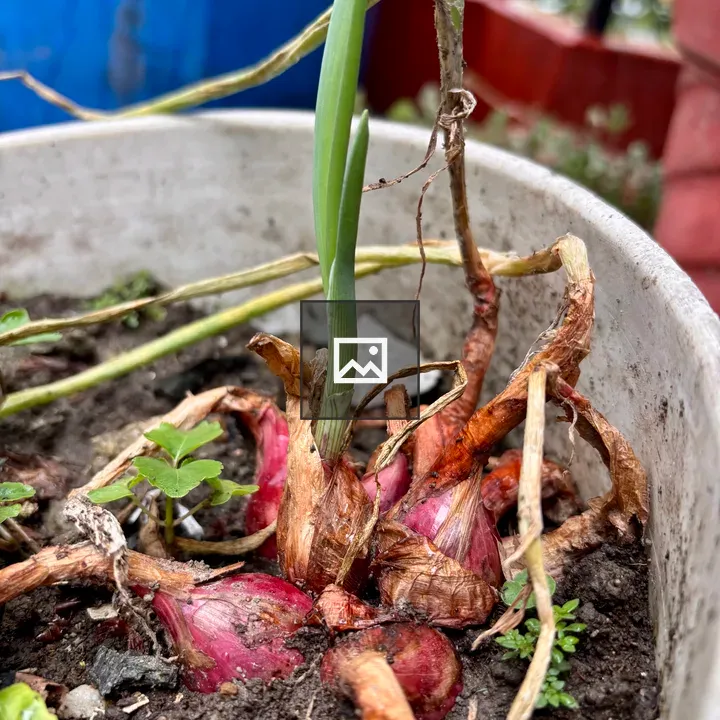 Red onions in white pot