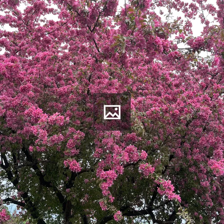 Spring Apple Blossoms Tree