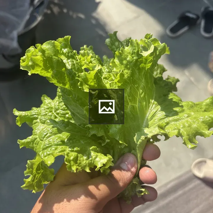 Spinach Leaves in Hand