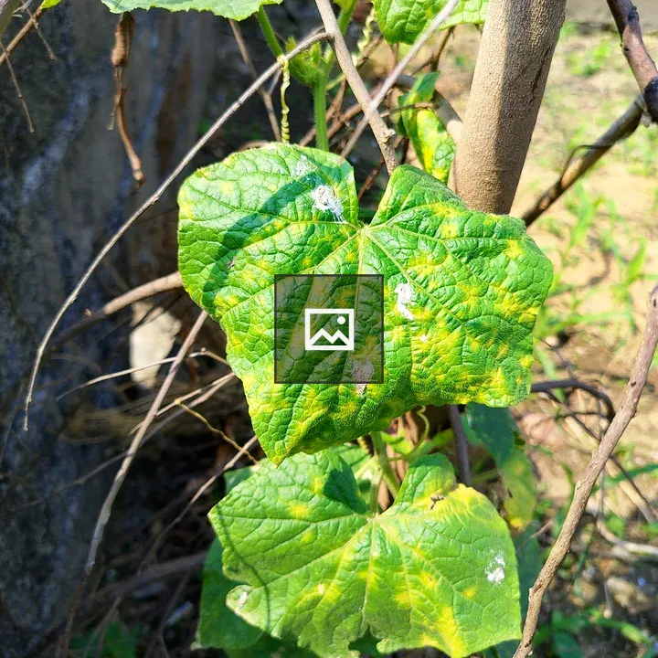 Green vine leaves on dry branches