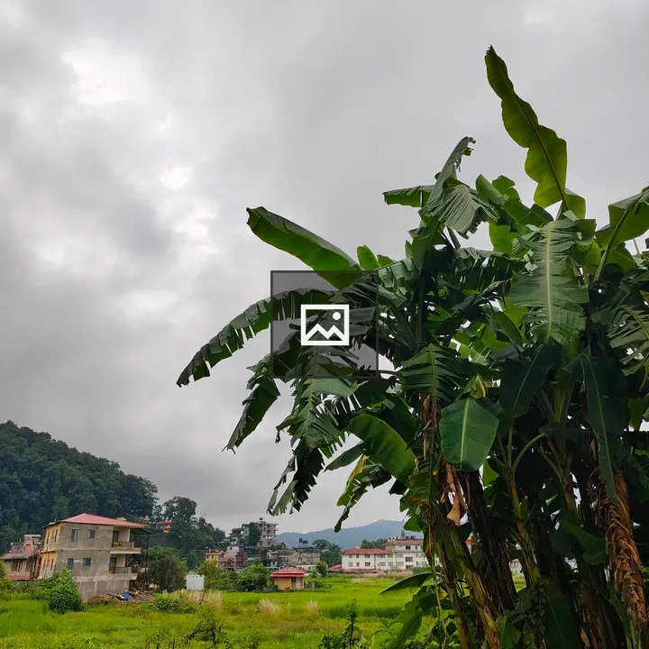 Tall banana plants on field edge