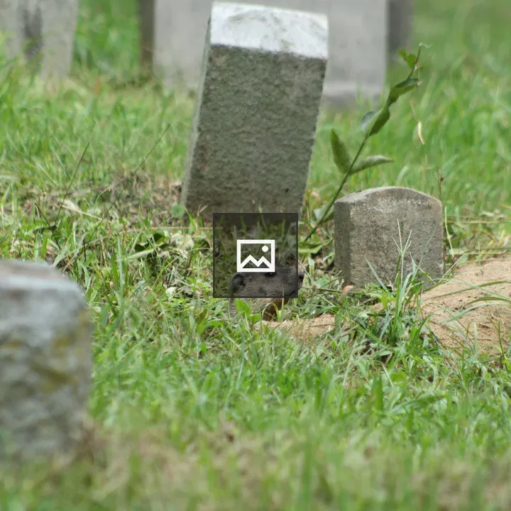 Groundhog Emerging at Mt. Hope Cemetery