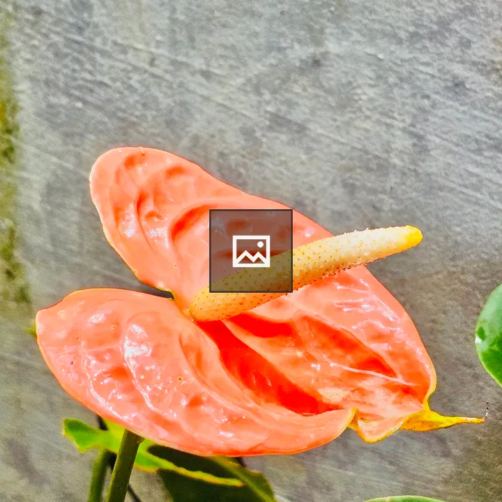 Anthurium flower in garden