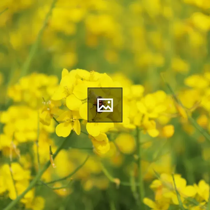 Red bees on mustard flowers