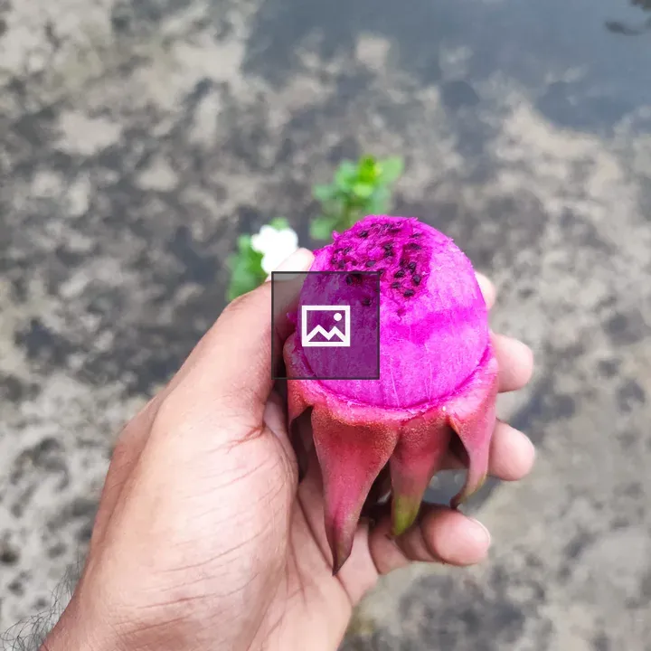 Pink dragon fruit held in hand