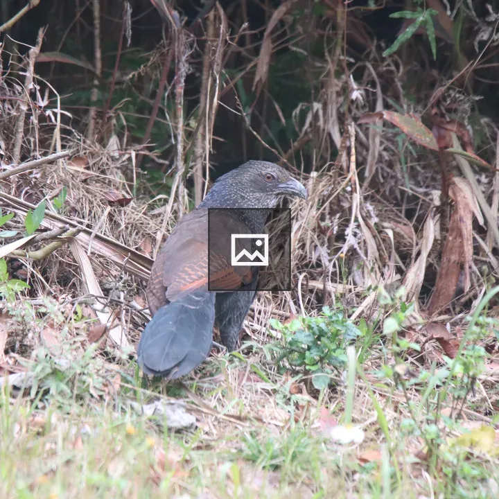 Greater Coucal on Forest Floor