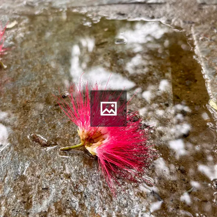 Pink Flower on Wet Stone