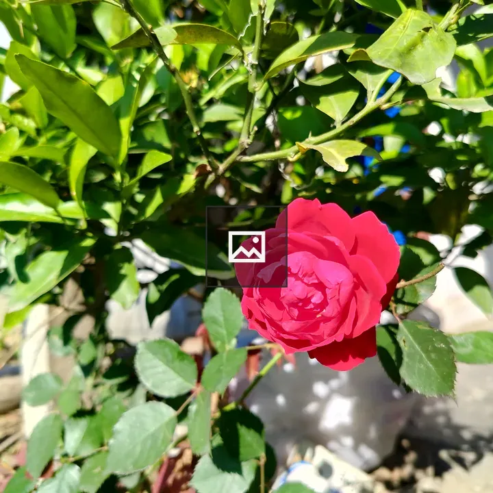 Red Rose Blooms in Sunlight