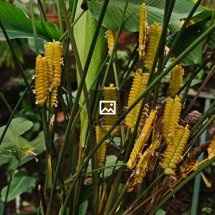 Bright yellow spiral flowers