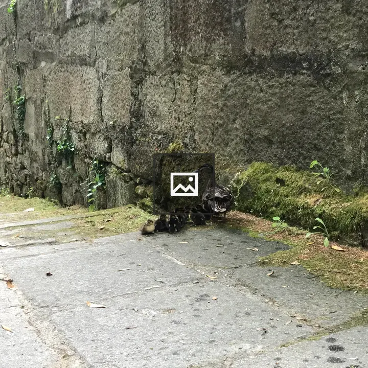 Ducks on a Stone Wall