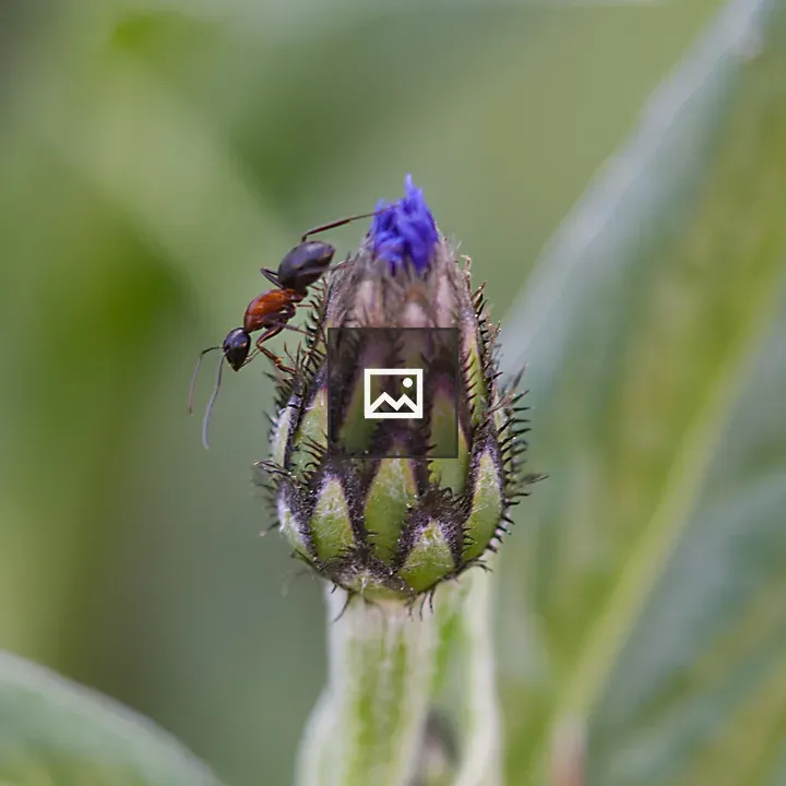 Ant on flower bud