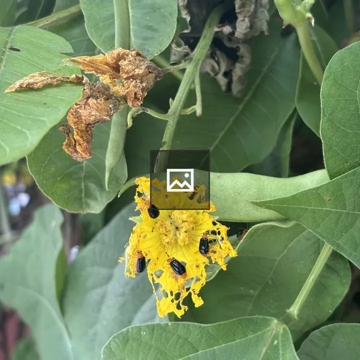 Yellow flower with insects