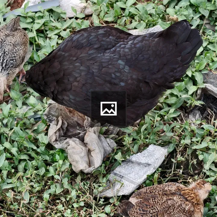 Black hen with chicks among greenery