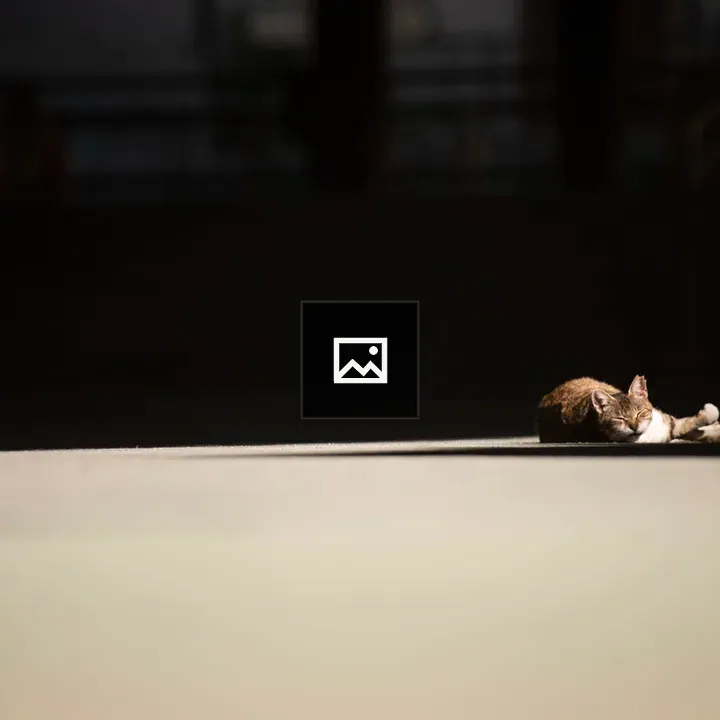 Cat in Sunlit Light
