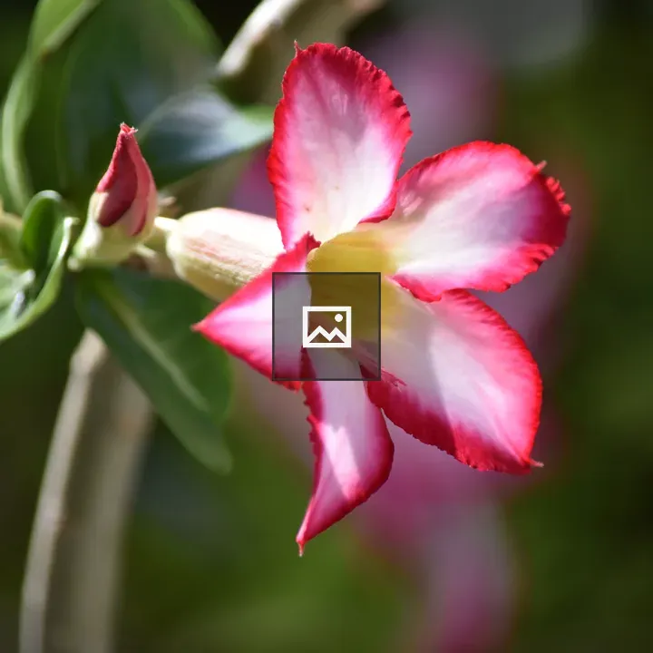 Pink desert rose close-up
