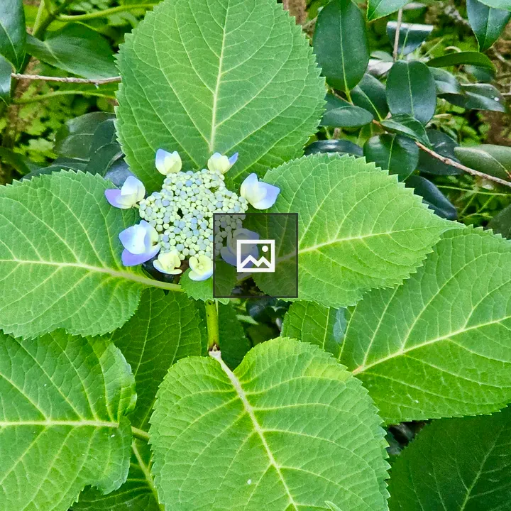 Young hydrangea flower in evening light