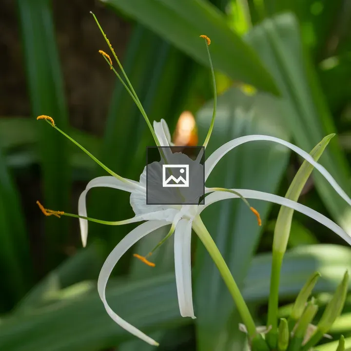 White flower with orange-tipped stamens