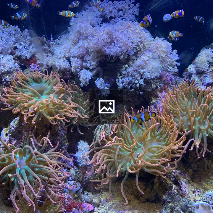 Anemoni Underwater Scene