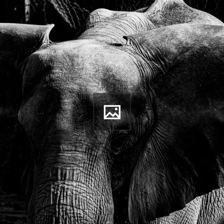 African elephant close-up