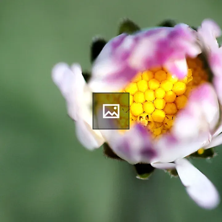 Daisy Macro Flower