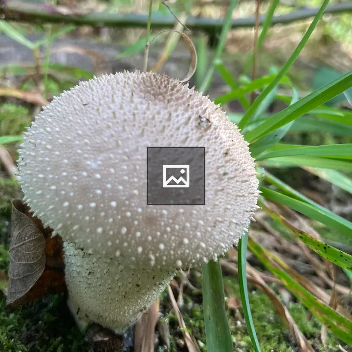 Spiny puffball mushroom