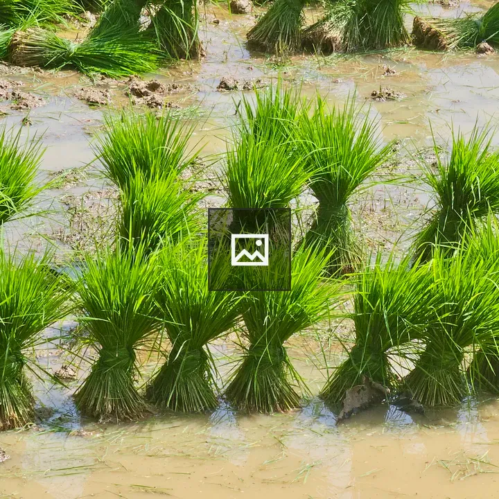 Fresh green rice seedlings in paddy field