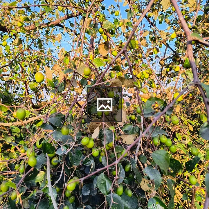 Tree with Unripe Green Berries