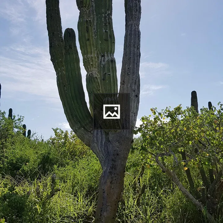 Enormous cactus in Tierra Sagrada