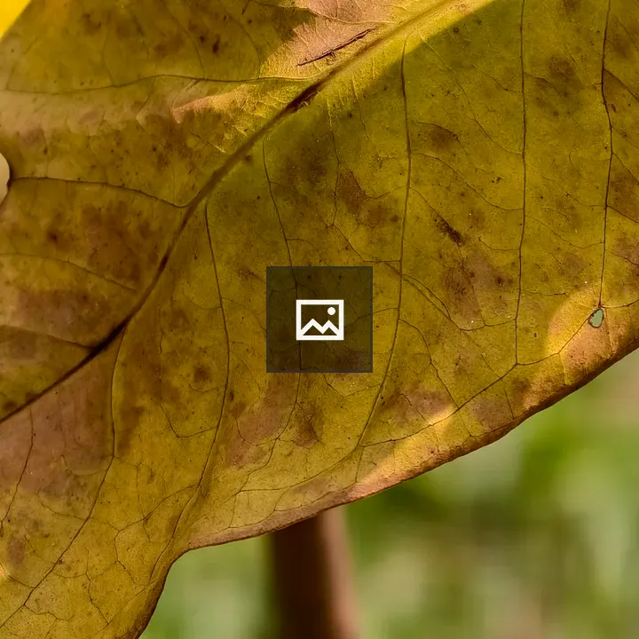 Close-up of dying yellow leaf