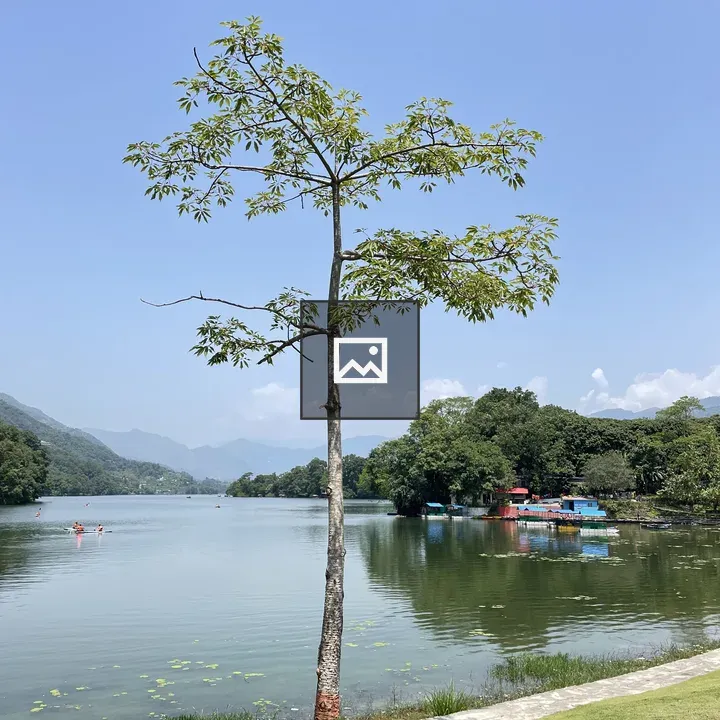 Tree by Fewa Lake