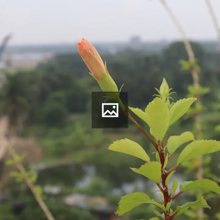 Bud of a Flower on Green Plant