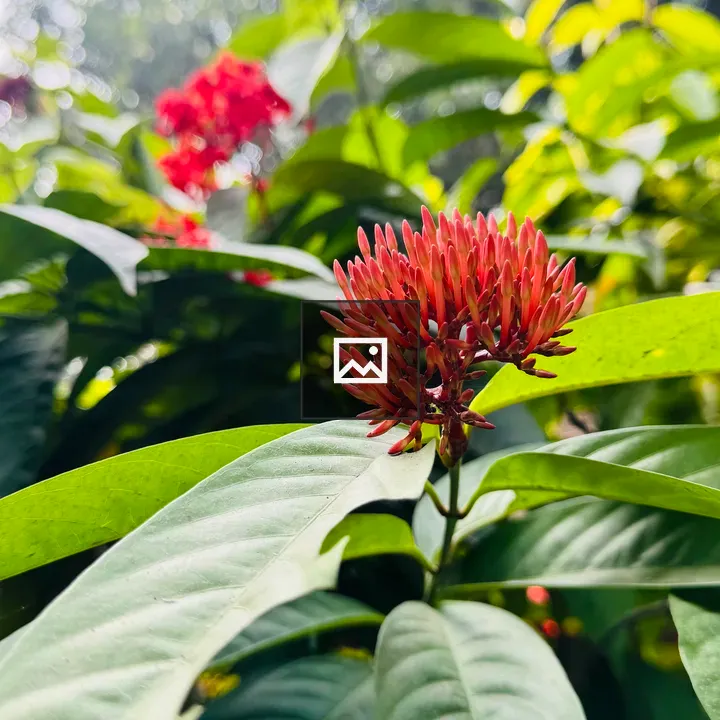 Ixora buds close-up