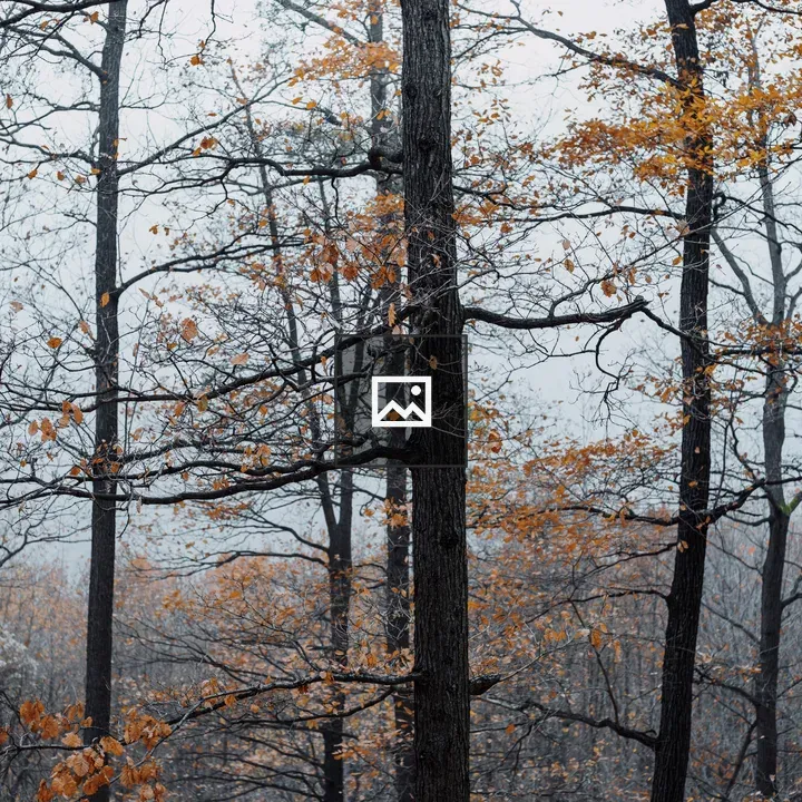 Nature view with tree