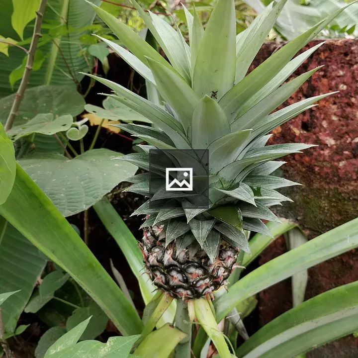 Pineapple in Garden